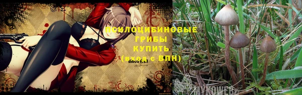 стаф Новокубанск